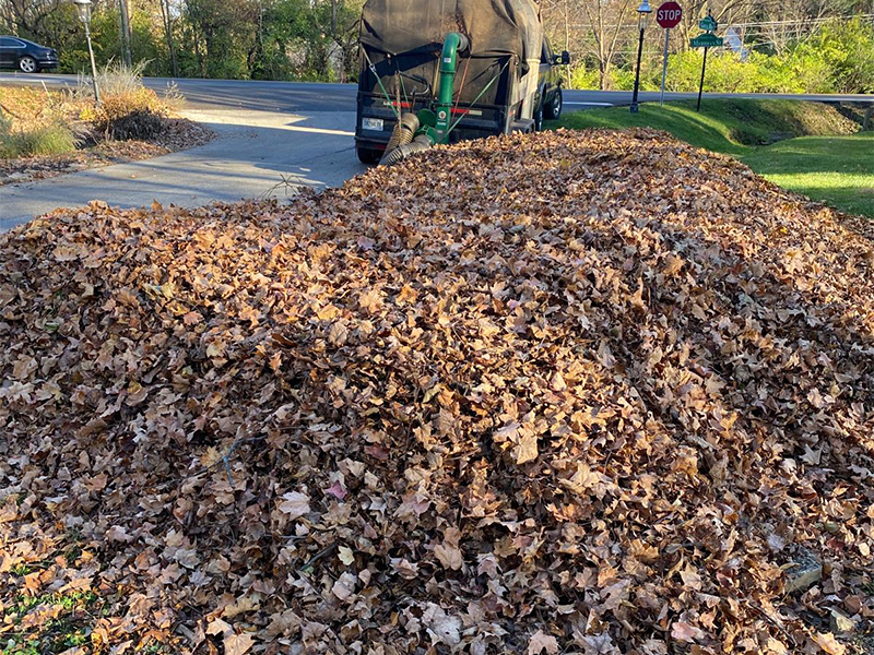 Professional Landscaping Work